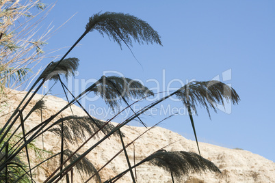 Beautiful photo reed against the blue sky