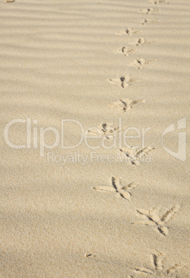 footprints in the sand of a bird