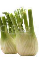 Fennel on a white background .