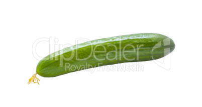 Cucumbers isolated on white .