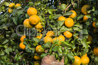 Tangerine grove