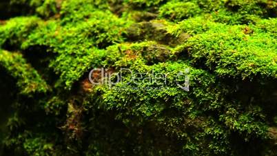 Mossy stone in the forest (move).Moss covered rocks.Camera movement.