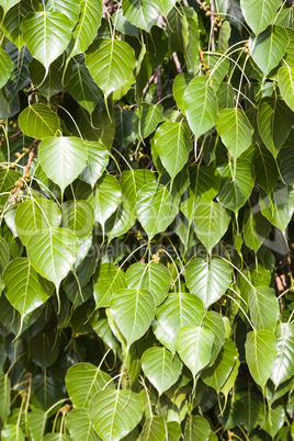 Green leaves background