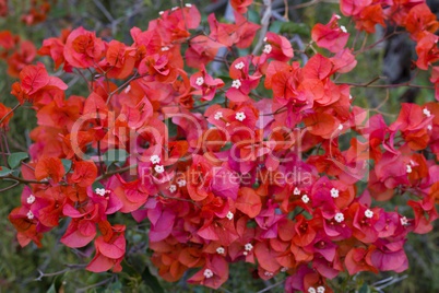Red Bougainvillea Flower