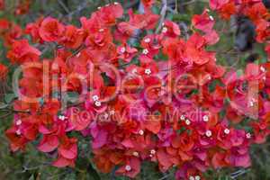 Red Bougainvillea Flower