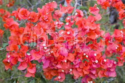 Red Bougainvillea Flower