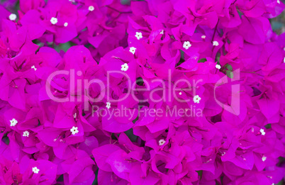 Purple Bougainvillea Flower