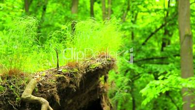 Mossy stone in the forest (move).Moss covered rocks.Camera movement.