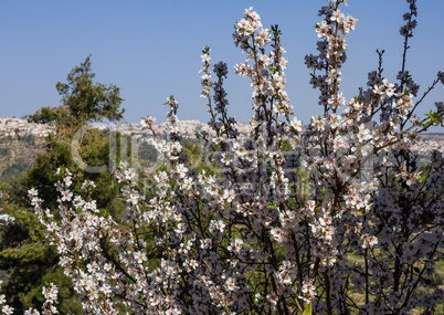 Beautiful almond flowers .