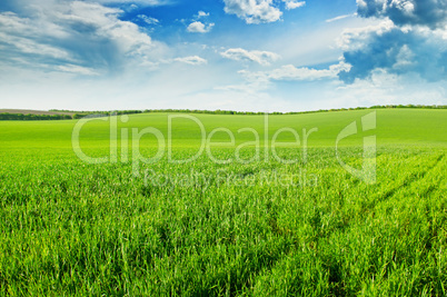 green wheat field and blue cloudy sky