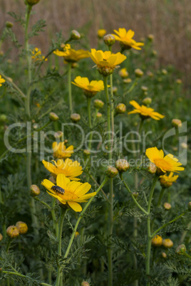 Wild flowers .