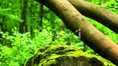 Mossy stone in the forest (move).Moss covered rocks.Camera movement.