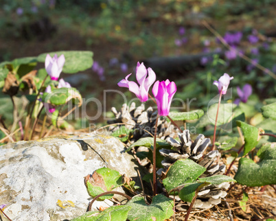 Wild cyclamen hederifolium in forest .