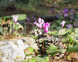 Wild cyclamen hederifolium in forest .