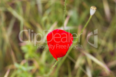 Wild poppy flower .