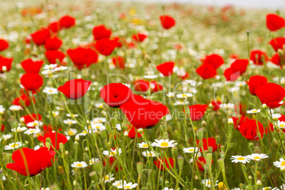 Wild red poppy and white daisy flowers .