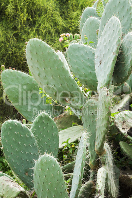 Tzabar cactus