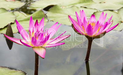 Beautiful photo of pink lotus .