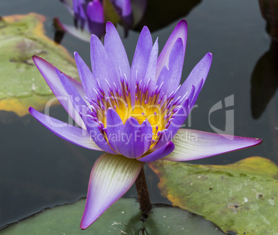 Beautiful photo of lilac lotus .