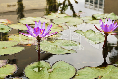 Beautiful photo of lilac lotus .