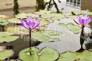 Beautiful photo of lilac lotus .