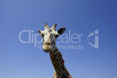 Giraffe (Giraffa camelopardalis)