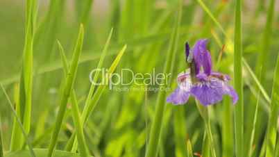 Orchid flower in green grass