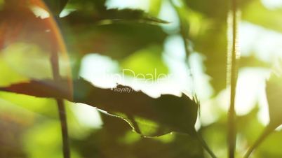 Green leafs in sunbeams