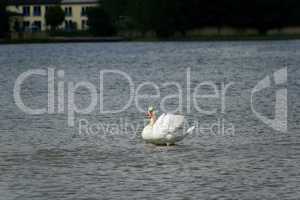 A white swan