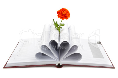 Book and flower isolated on white background