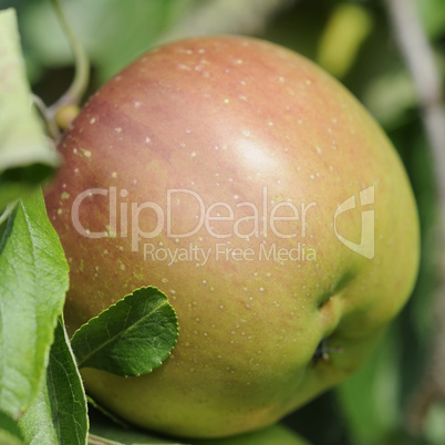 äpfel äpfel