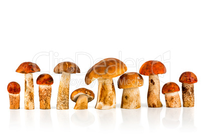 Orange-cap Boletus and porcini mushroom