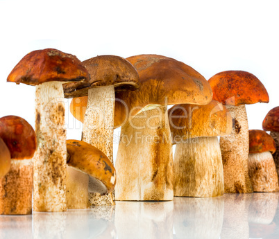 Orange-cap Boletus and porcini mushroom