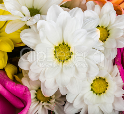 Flowers closeup