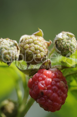 himbeeren