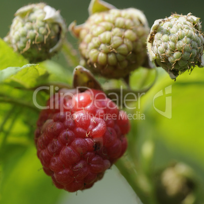 himbeeren