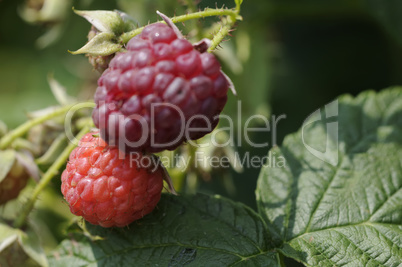 himbeeren