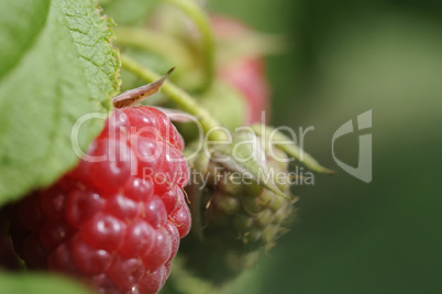 himbeeren