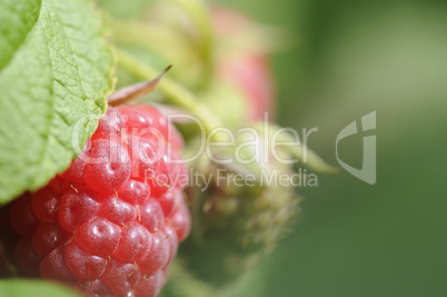 himbeeren