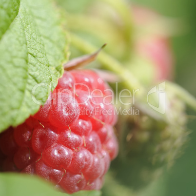 himbeeren