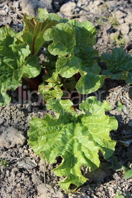 bush of rhubarb on the bed