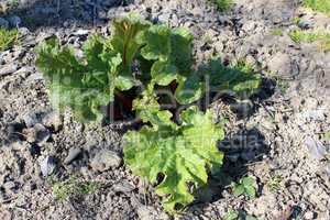 bush of rhubarb on the bed