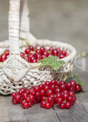 Rote Johannisbeeren