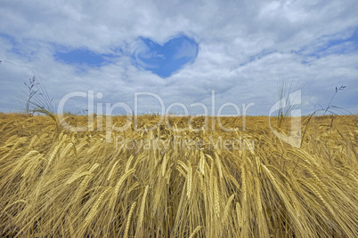 Cornfield agrikultur landscape and a cloud heart in the sky