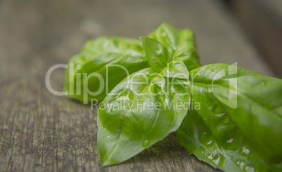 Basil leaves with water droplets on rustic weathered wood background