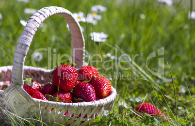 Strawberry basket in the garden on daisy meadow