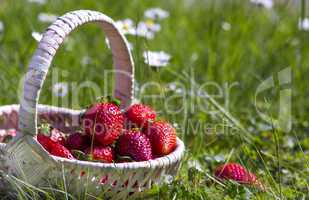 Strawberry basket in the garden on daisy meadow