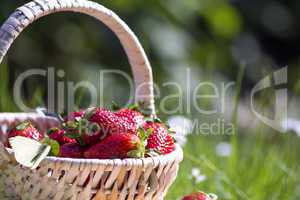 strawberries basket outdoor Garden Background