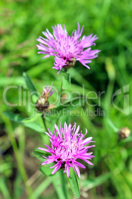 pair of pink flowers in the green grass
