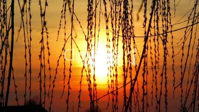 Willow tree branches swaying in the wind against the background of the setting sun